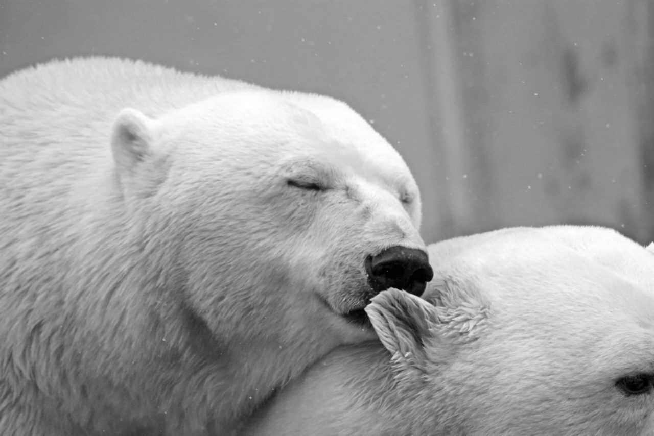 Cute Polar Bear Image