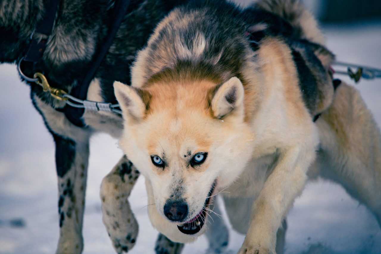 Image of intense wolf