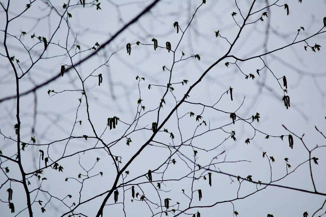 Photo of branches on a gloomy day