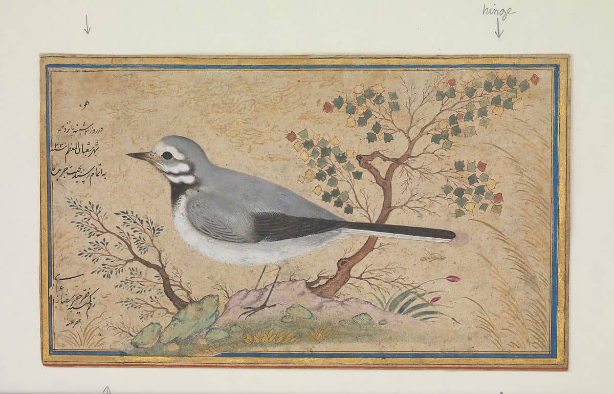 Study of a Bird, 1634, Riza-yi 'Abbasi, Metropolitan Museum of Art (article on posttraumatic growth)